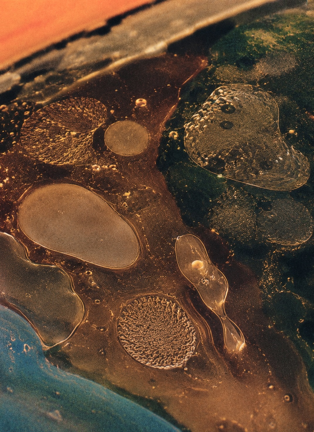 Microbial Detectives